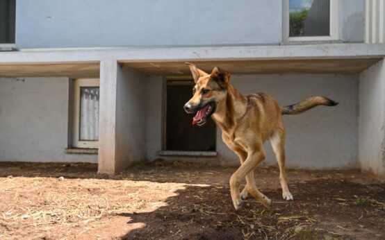 Hund steuerfrei aus dem Tierheim (vom Tierschutzverein)
