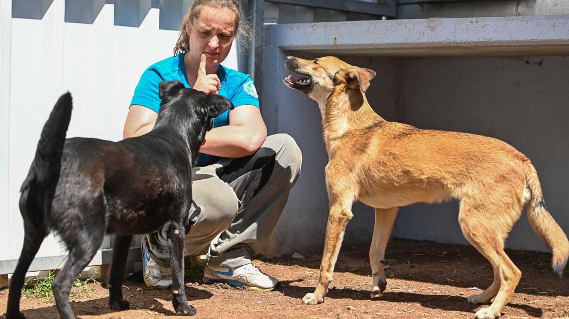 Besuch bei Nadine Bernardy. Sie leitet das Tierheim Wiesbaden. Im Bild mit zwei Problemhunden. Hunden, die nicht so leicht zu vermitteln sind.