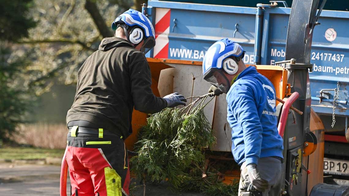 Baumpflege im Kurpark Wiesbaden