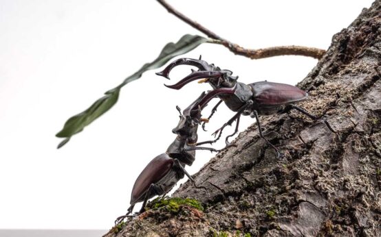 Zwei Käfer im Zweikampf, als Objekt dargestellt im Museum Wiesbaden