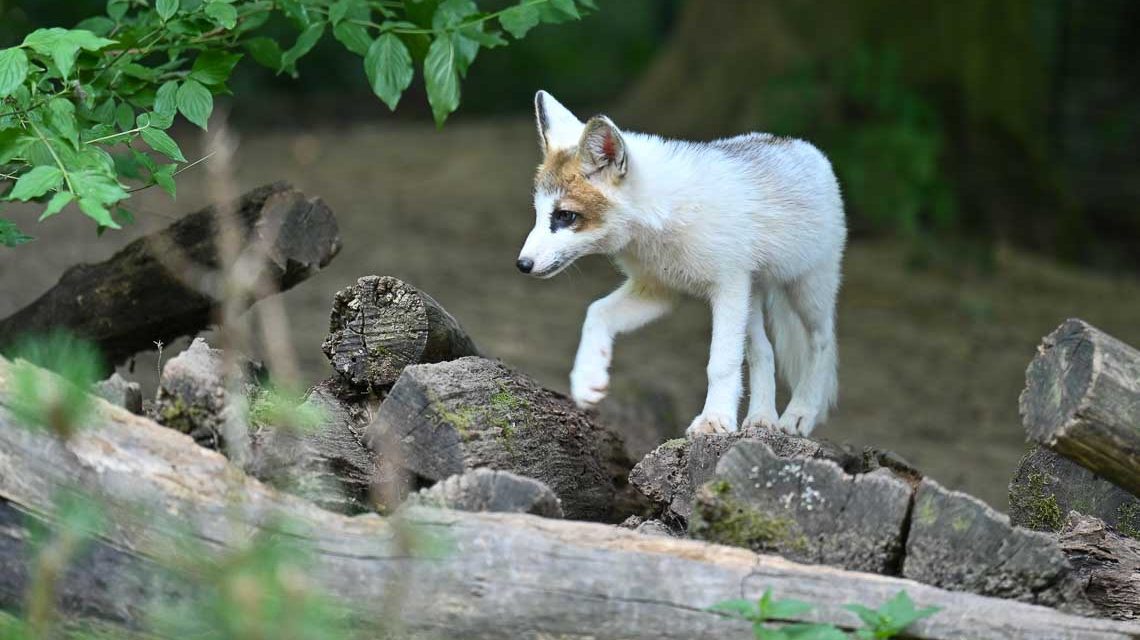 Auf den Spuren von Tieren in der Fasanerie