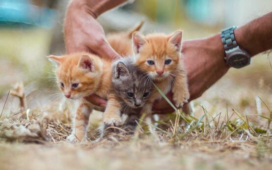 Hauskatze, Katzenbabys. Süß, aber nicht für jedes Alter geeignet.