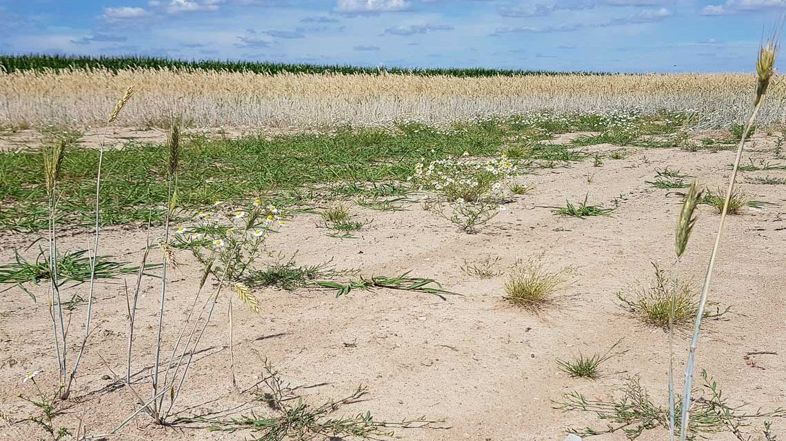 Hitze und Starkregen nehmen ebenfalls zu