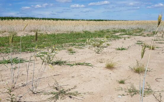 Hitze und Starkregen nehmen ebenfalls zu