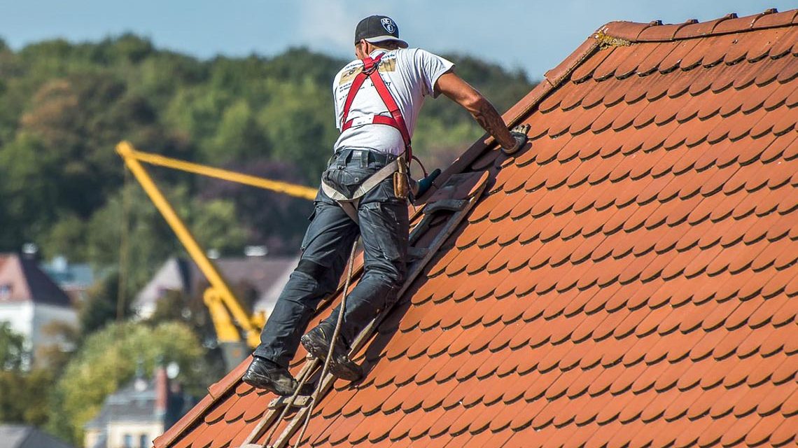 Dachdecker, Dachhaie