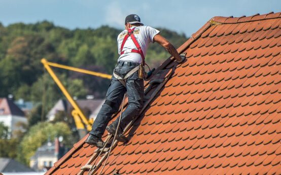 Dachdecker, Dachhaie