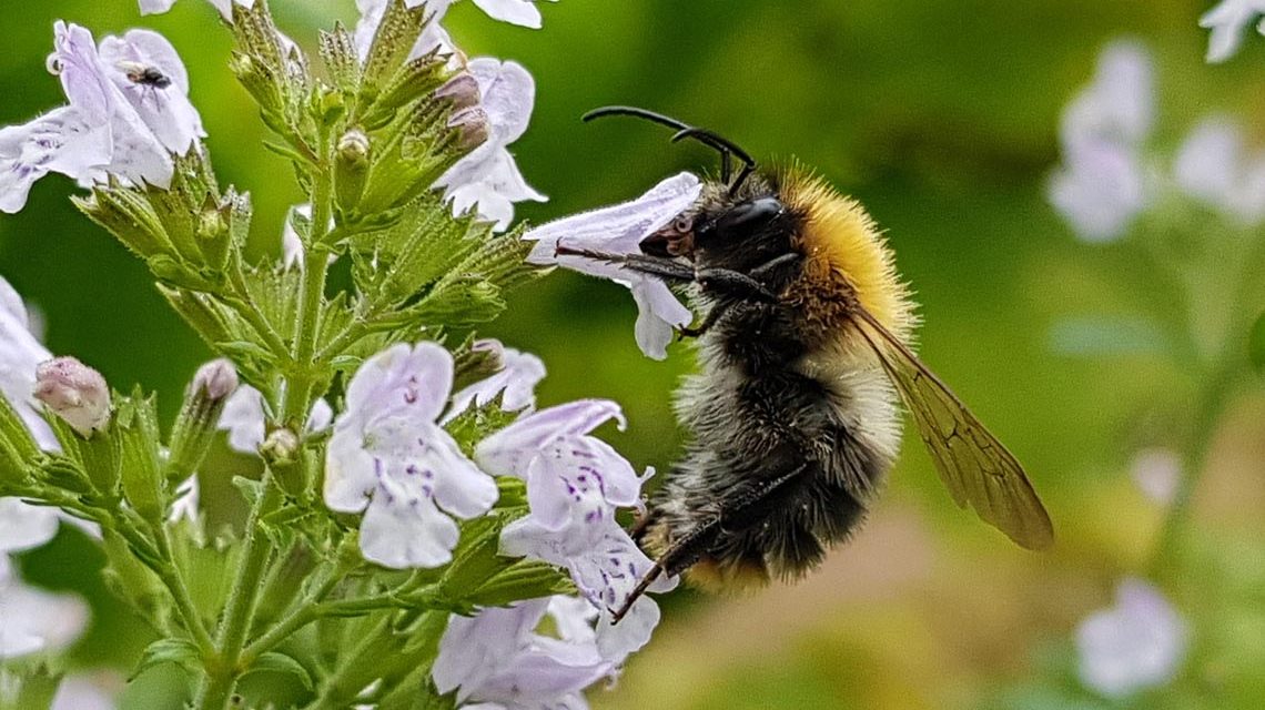 Hummeln und Bienen