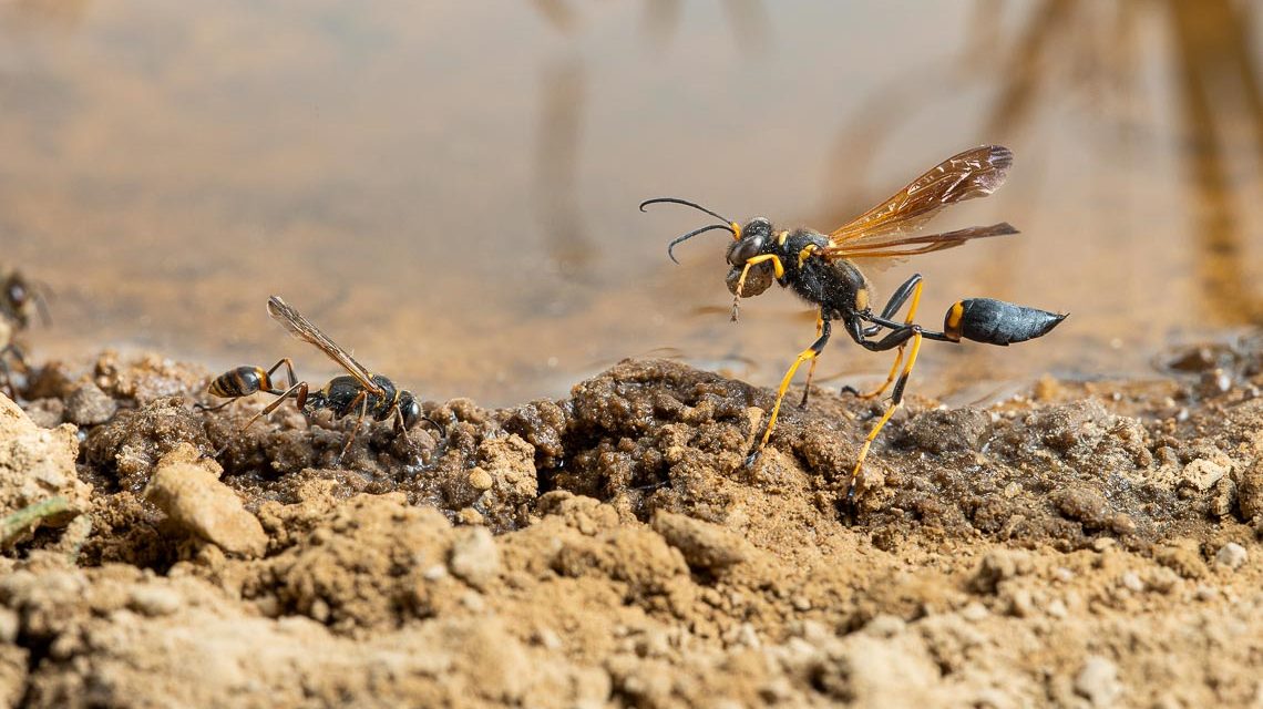 Insekten auf Lehmböden