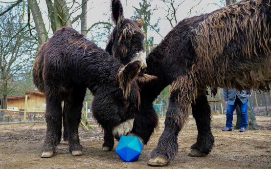Esel-Anlage: Drei Poitou-Esel im Tier- und Pflanzenpark Fasanerie Wiesbaden