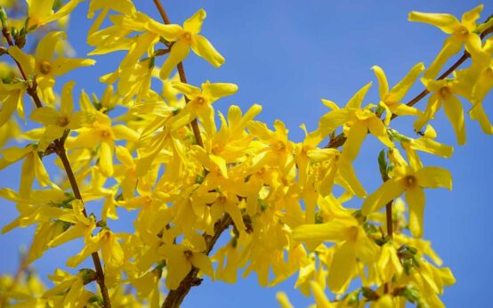 Frühlingsanfang: Das Gelb der Forsythien sind ein deutliches Zeichen für Frühling.