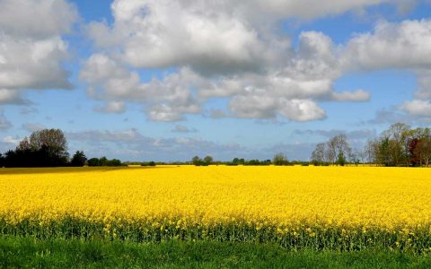 Blühende Rapsfleder auf Fehmarn. Veranstaltungen