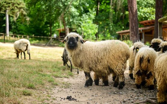 Schwarznasenschafe in der Fasanerie