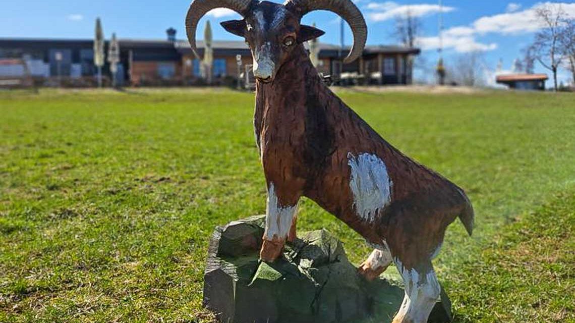 Es könnte ein Steinbock sein, ist aber ein Mufflon, das auf dem Bild zu sehen ist.