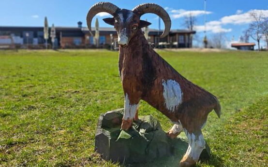 Es könnte ein Steinbock sein, ist aber ein Mufflon, das auf dem Bild zu sehen ist.