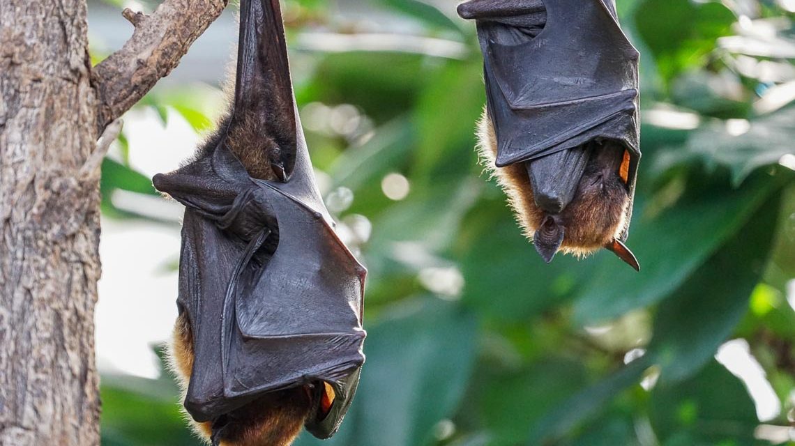 Fledermaus, Fledermausfreundliches Haus