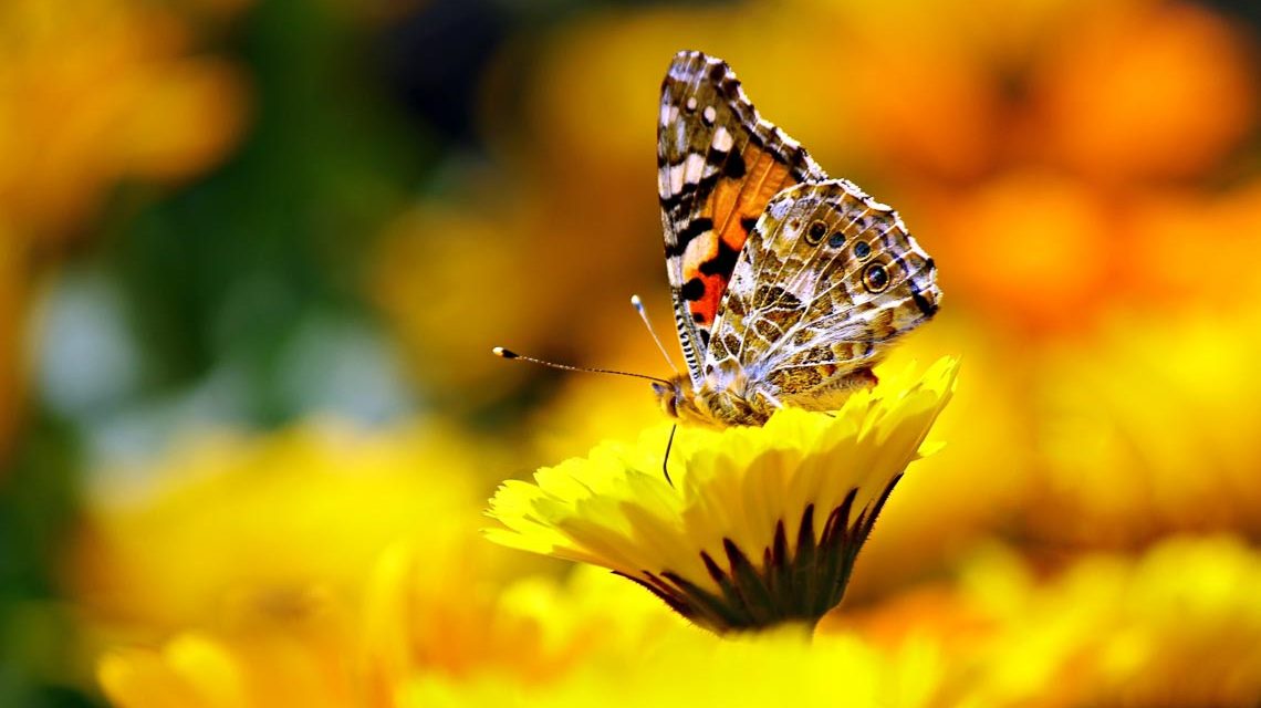 Schmetterling in der Fasanerie, Tag der Artenvielfalt