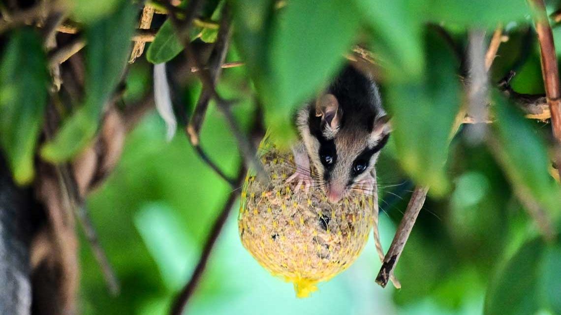 Gartneschläfer in Sonnenberg