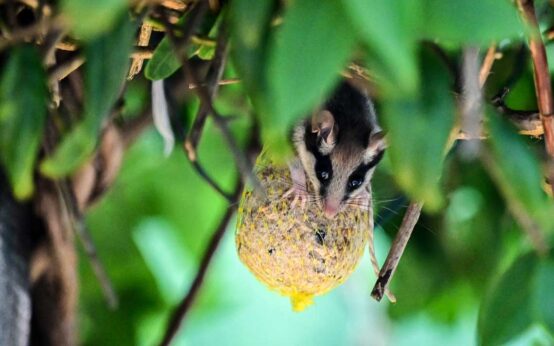 Gartneschläfer in Sonnenberg