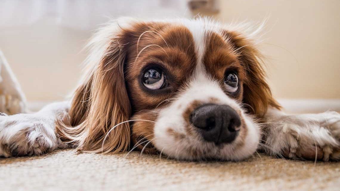 white and brown Cavalier King Charles Spaniel