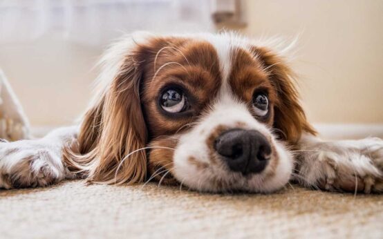 white and brown Cavalier King Charles Spaniel