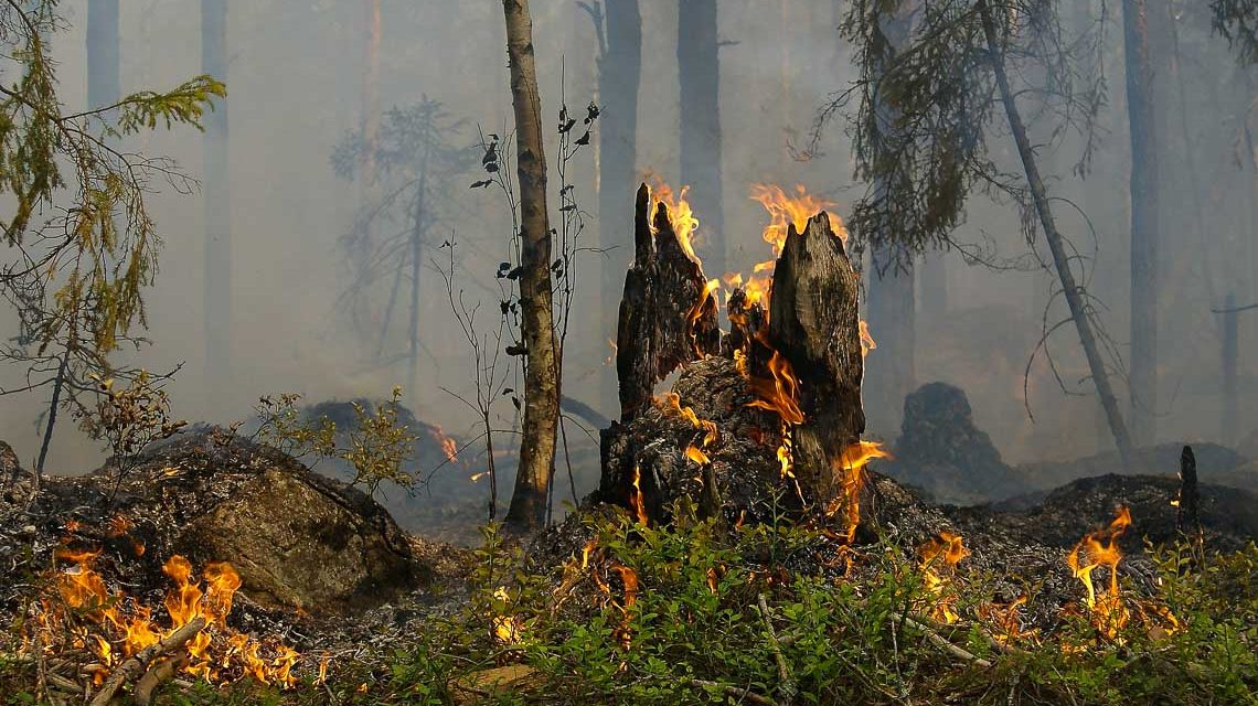 Waldbrandgefahr in un d um Wiesbaden, Symbolbild zeigt Brandherd im Wald.