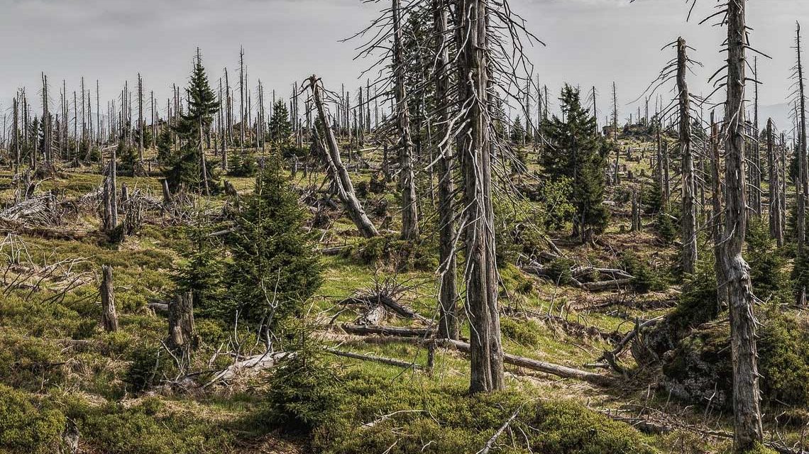 Ausgetrockneter Wald, abgestorben.