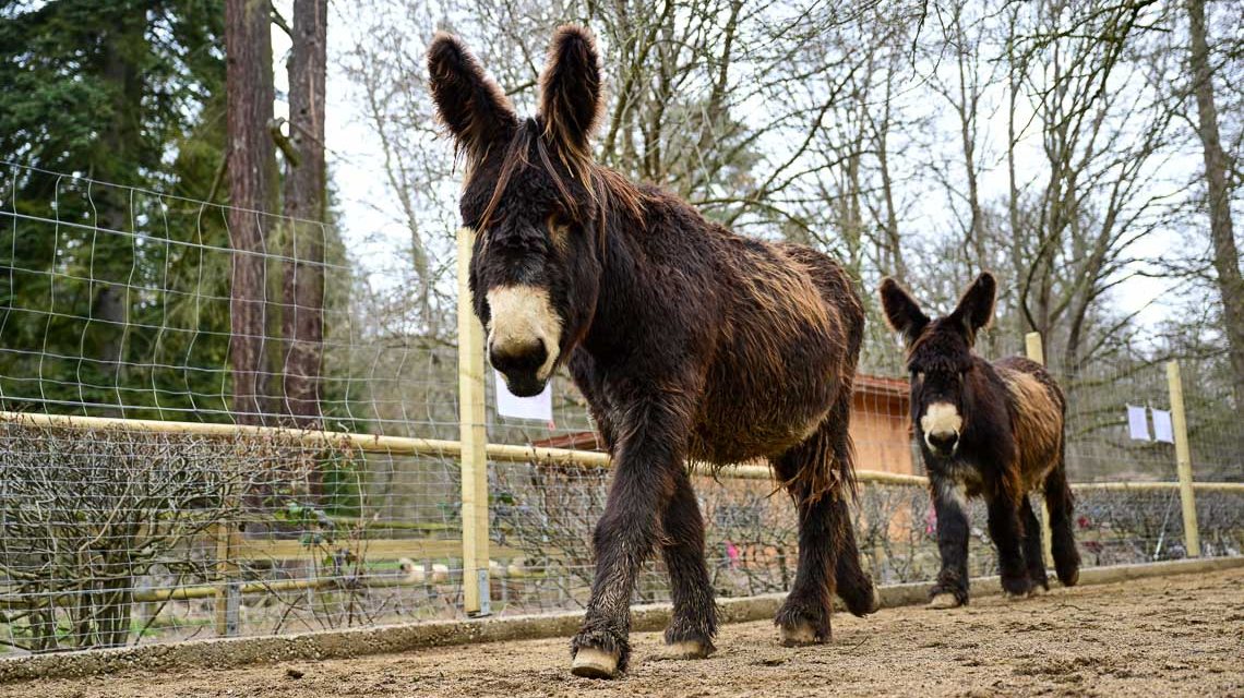 Esel in der Fasanerie, bedrohte Haustierrasse