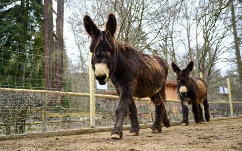 Esel in der Fasanerie, bedrohte Haustierrasse