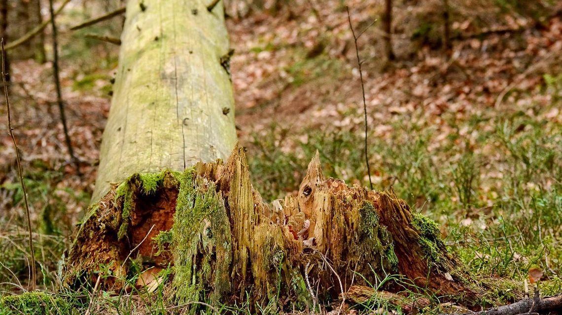 Friedhof Igstadt: umgeknickter Ast, umgefallener Baum.