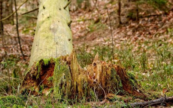 Friedhof Igstadt: umgeknickter Ast, umgefallener Baum.