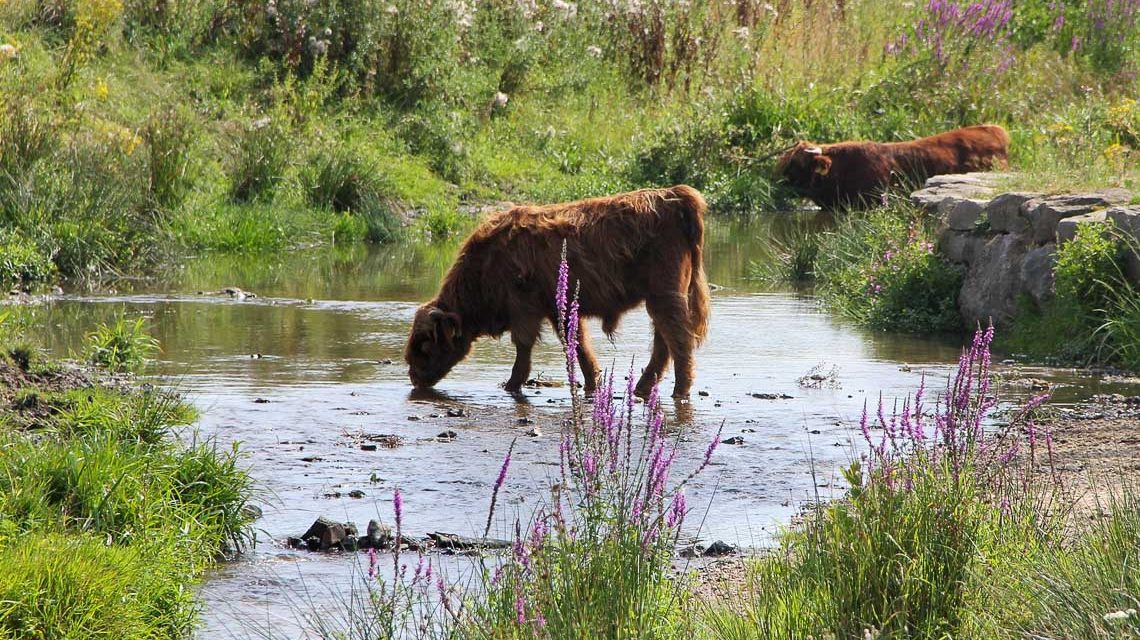 Kuh trinkt Wasser in einem Bachlauf. Wasserentnahme verboten!