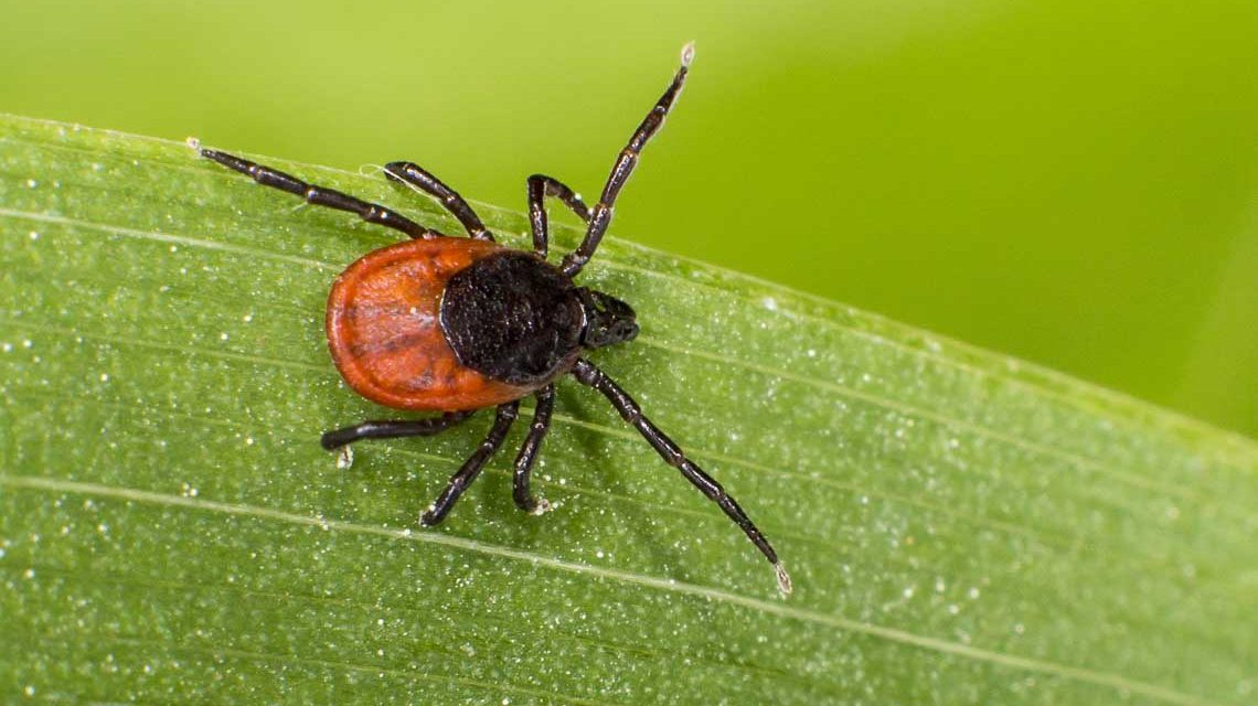 Der Gemeine Holzbock (Ixodes ricinus) ist die häufigste europäische Zeckenart