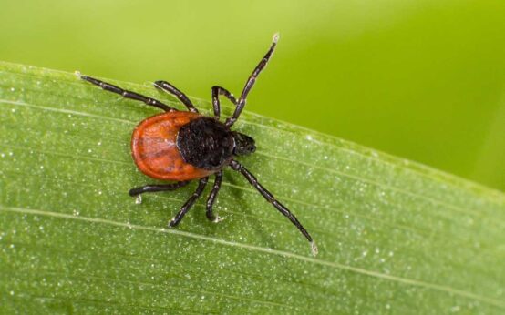 Der Gemeine Holzbock (Ixodes ricinus) ist die häufigste europäische Zeckenart