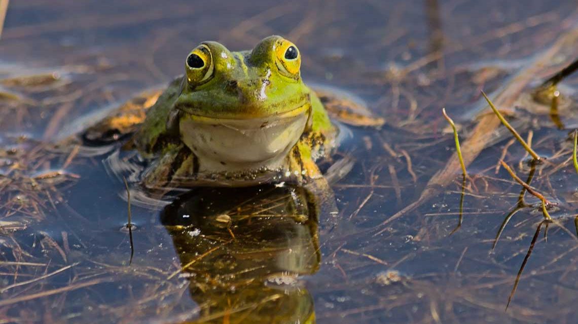 Besonders für Amphibien, die die meiste Lebenszeit in Gewässern verbringen, ist Regen eine Lebensgrundlage. Bildquelle: Shutterstock