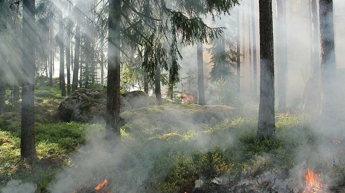 Waldbrand-Warnstufe 4