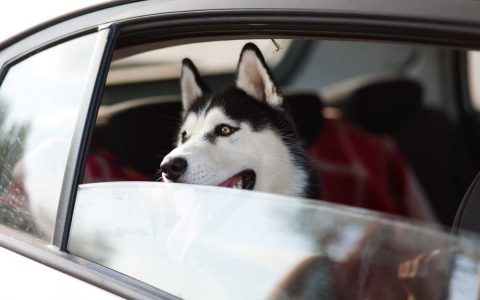 Reisen mit Hund, Hund sitz bei offenem Fenster im Auto.