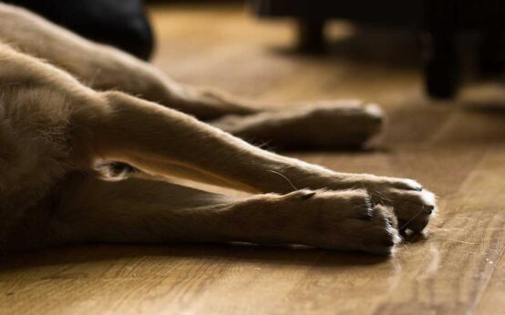 Gassi-Guide der Freiburger Serviced Apartments