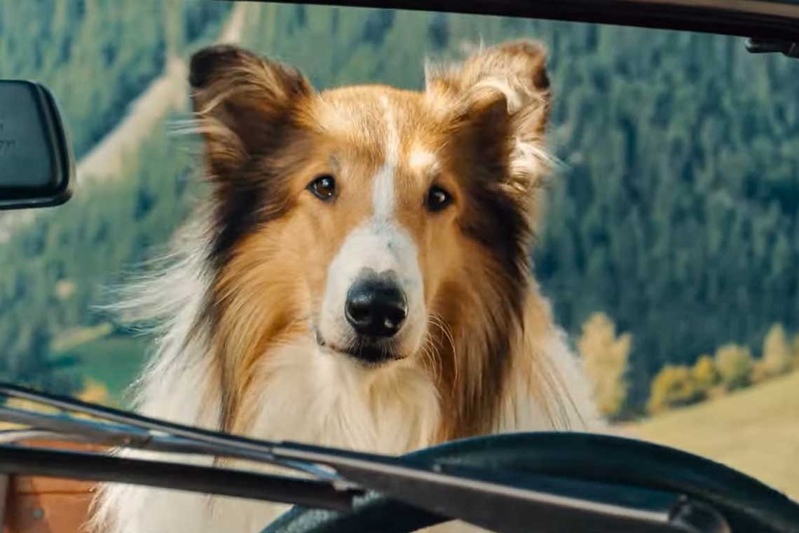 Lassie Ein Neues Abenteuer Begeistert Jung Und Alt Wiesbaden Lebt 