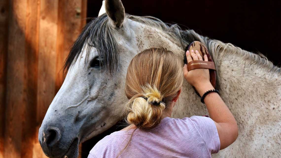 Kind Striegelt ein Pferd