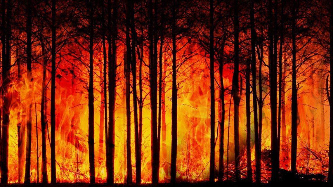 Waldbrand: Ein brennender Wald.