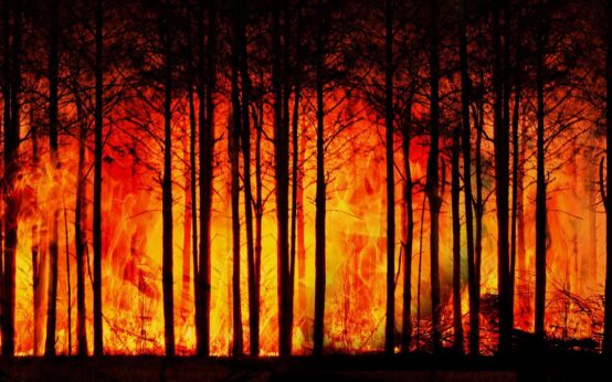 Waldbrand: Ein brennender Wald.