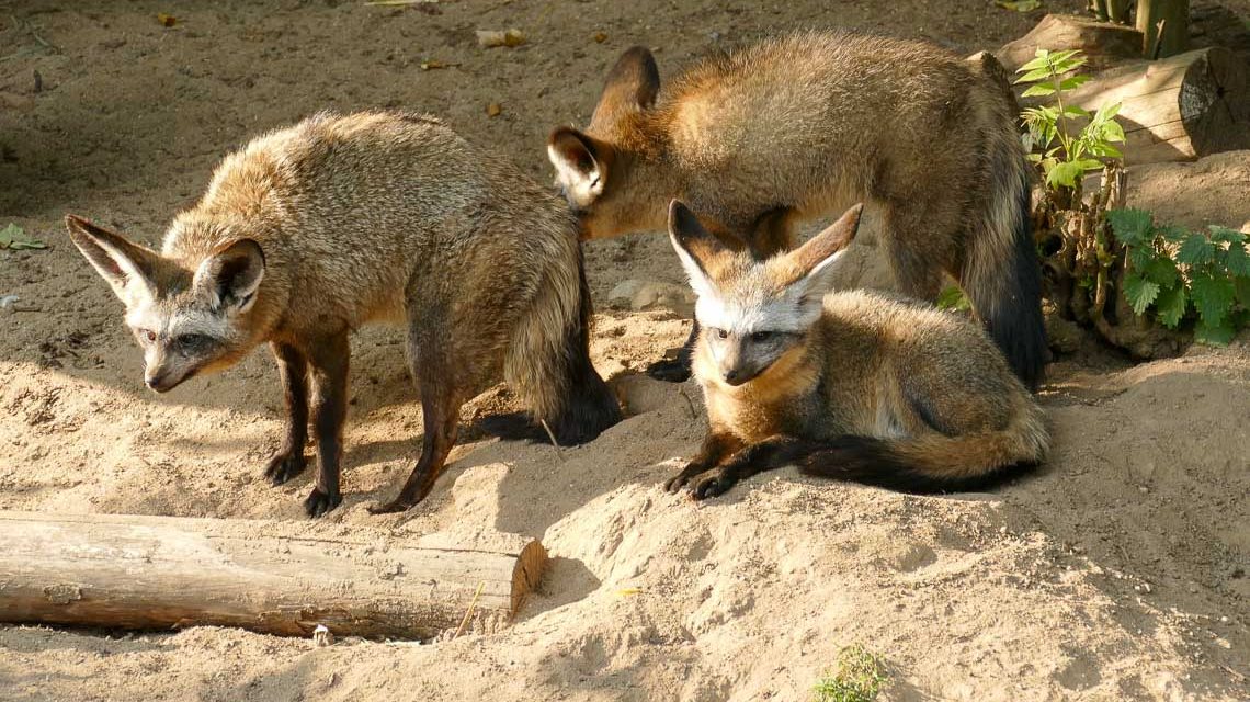 Drei Löffelhunde in der Natur.