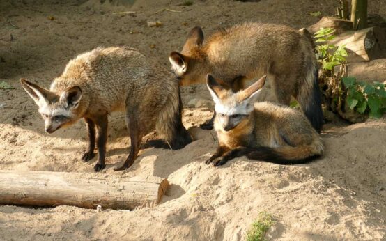 Drei Löffelhunde in der Natur.