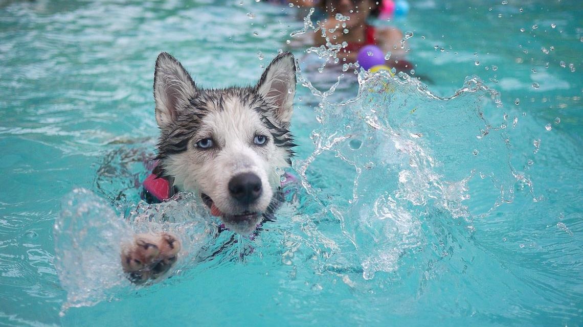 Hundeschwimmen im Kallebad. Hundeschwimmen im Freibad: Husky freut sich.