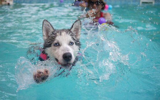 Hundeschwimmen im Kallebad. Hundeschwimmen im Freibad: Husky freut sich.