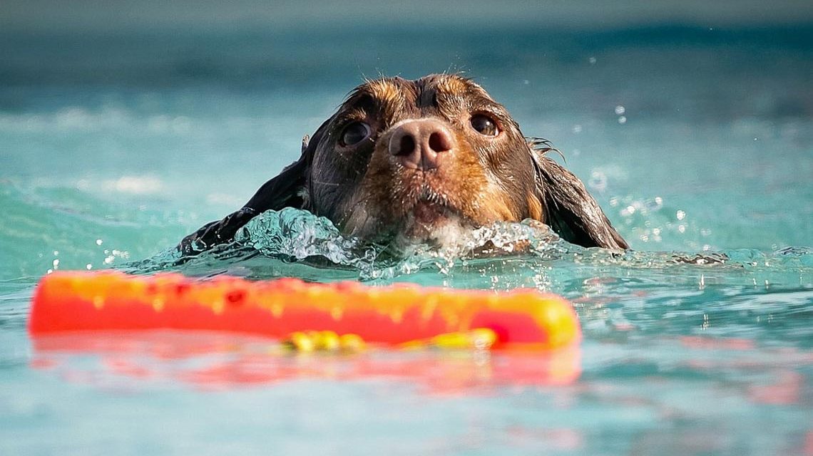 Hundeschwimmen im Kallebad. Immer beliebter.