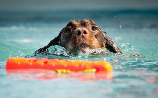 Hundeschwimmen im Kallebad. Immer beliebter.