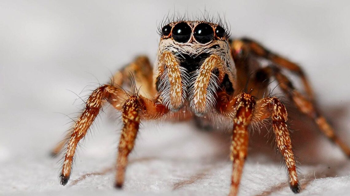 Spinne in der Fasanerie.