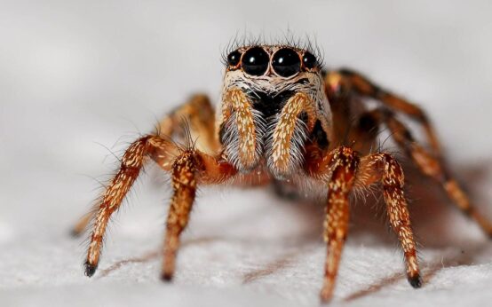 Spinne in der Fasanerie.