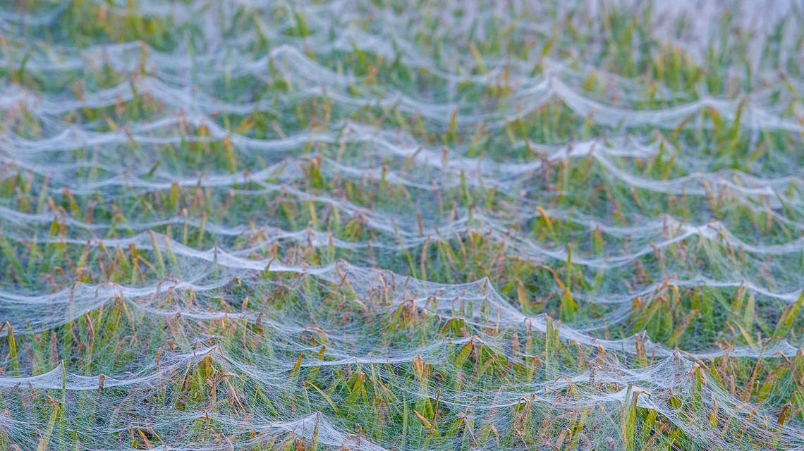 Zwischen Mitte September und Anfang Oktober stellt sich bei uns immer mal wieder eine sonnige und warme Wetterlage ein: der Altweibersommer. Die Herkunft des Begriffes ist wahrscheinlich mit den Spinnen verwoben. Quelle: Shutterstock
